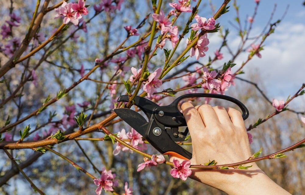 Arbres et arbustes : tout savoir sur la taille, l’élagage et la bonne période pour un jardin en pleine santé