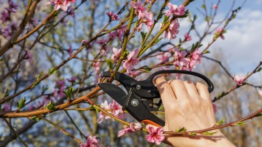 Arbres et arbustes : tout savoir sur la taille, l’élagage et la bonne période pour un jardin en pleine santé